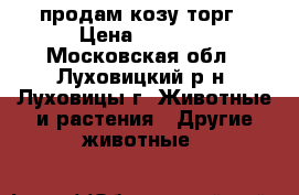 продам козу торг › Цена ­ 4 000 - Московская обл., Луховицкий р-н, Луховицы г. Животные и растения » Другие животные   